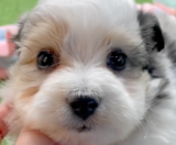 Aussiechon Puppies For Sale Puppy Love PR